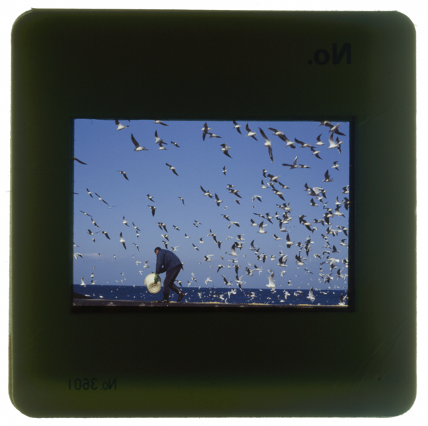 Esaniatsumarukamome narutoshinadamachi