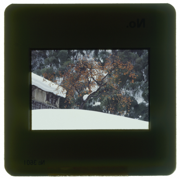 Shibugaki imajoumachikamiitadori