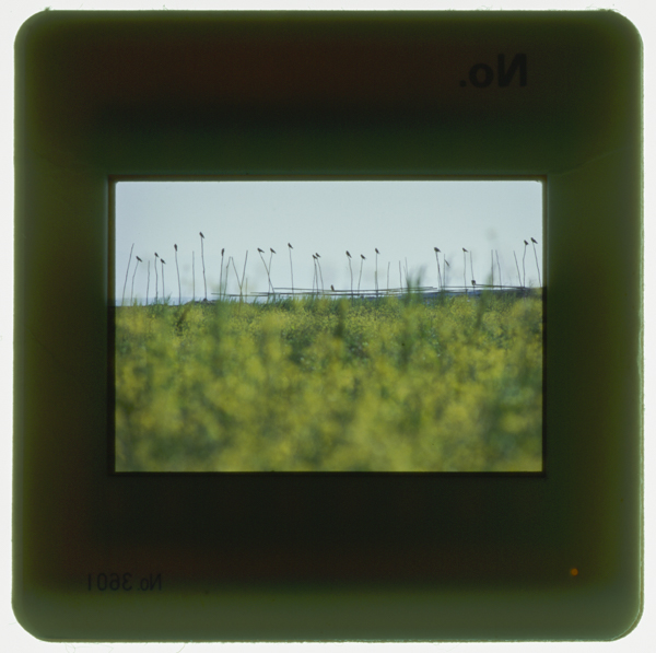 Karasu shimabarahantouariakechounokaigannite