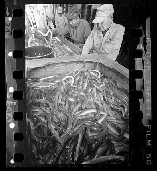 「日本方言図鑑」掲載 00010-00069-0024