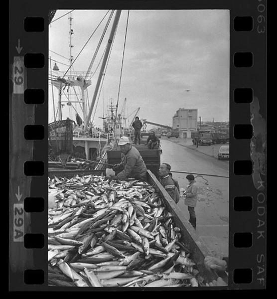 「日本方言図鑑」掲載 00010-00091-0030