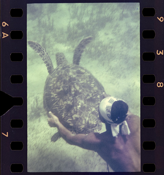 亀と人間のたたかい。驚いた亀はぐんぐんひっぱって逃げ回るが、山城さんはピタリと亀にくっついて離れない。