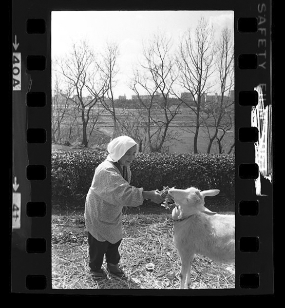 「日本方言図鑑」掲載 00010-00578-0012