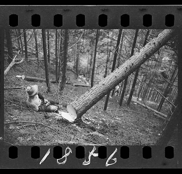 木は地形をみて、その後の作業がやりやすい方向に倒す