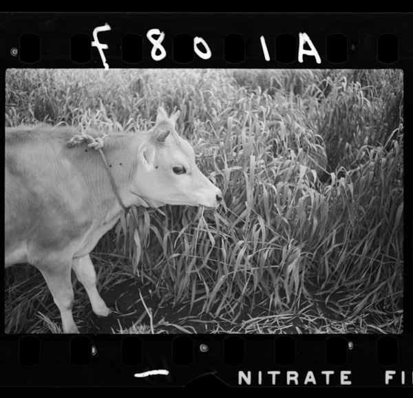 世界的な設備の生乳牧場も出来た