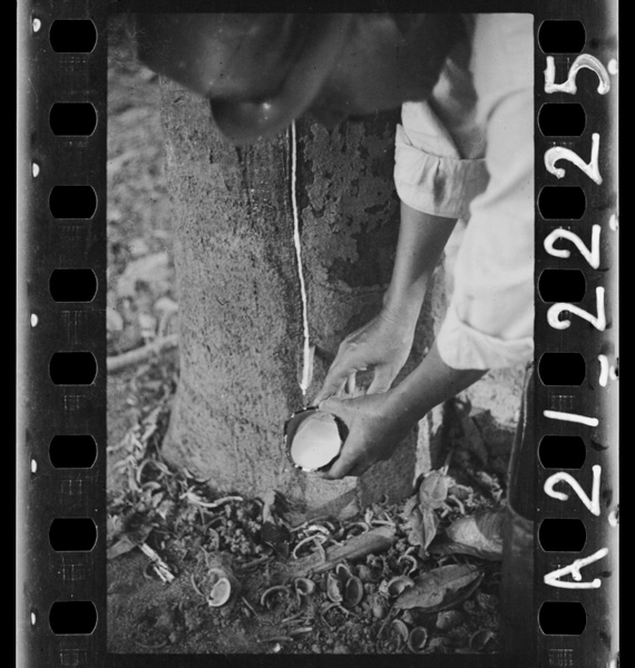 Gomunokihakainantounimewofuita