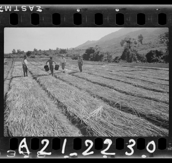 Gomunokihakainantounimewofuita