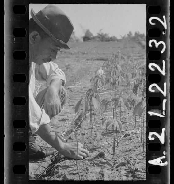 Gomunokihakainantounimewofuita