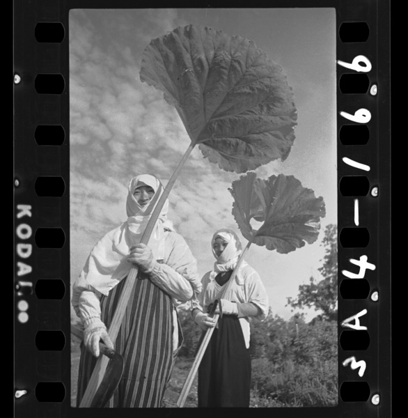 Hoppounikonoshigen kitanoshigenwosodaterumusumetachi