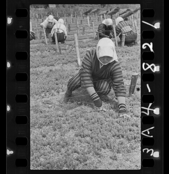 北方にこの資源 北の資源を育てる娘たち