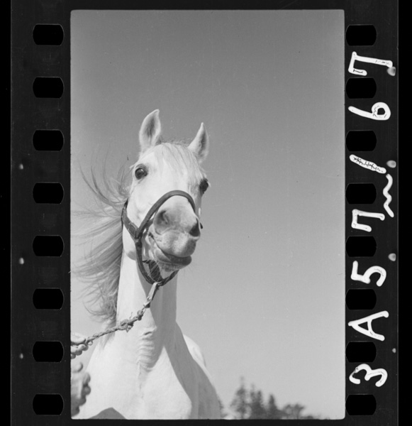 Umanohyoujou7chuushi.pintosoroumimi.