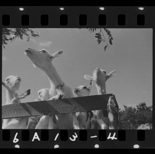 Yaginoochichiwoakachanhe