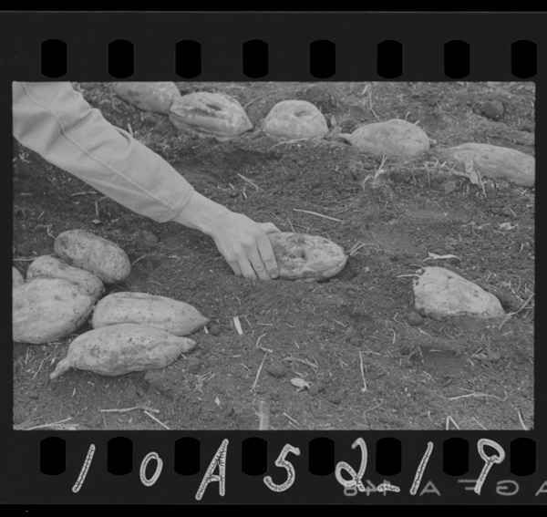 Yoikanshonaenotsukurikata