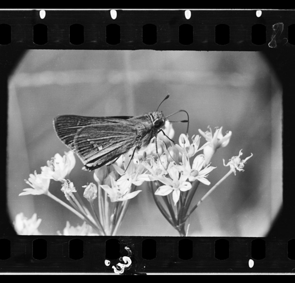 Niranohananomitsuwosutsuteiruichimonjiseseri