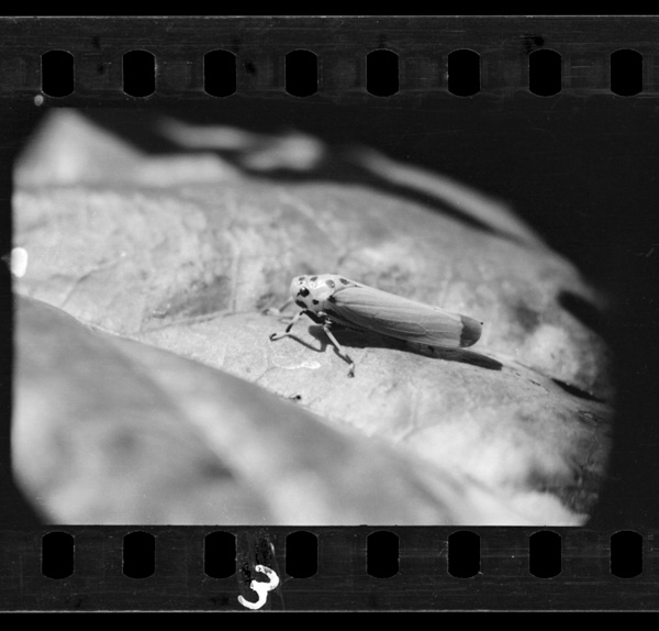 Unkanonakamadeshokubutsunoekiwosuutsumaguroooyokobai