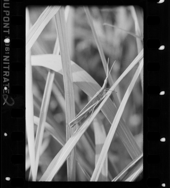 Kayanoaidaniirumidoriironoshouryoubatta