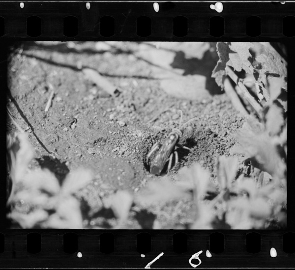 「岩波写真文庫 2 昆虫」掲載 00069-00062-0016