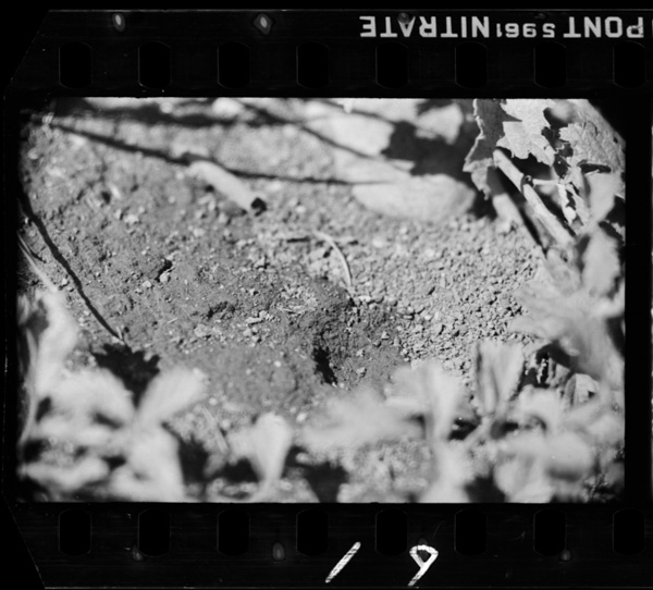 「岩波写真文庫 2 昆虫」掲載 00069-00062-0019