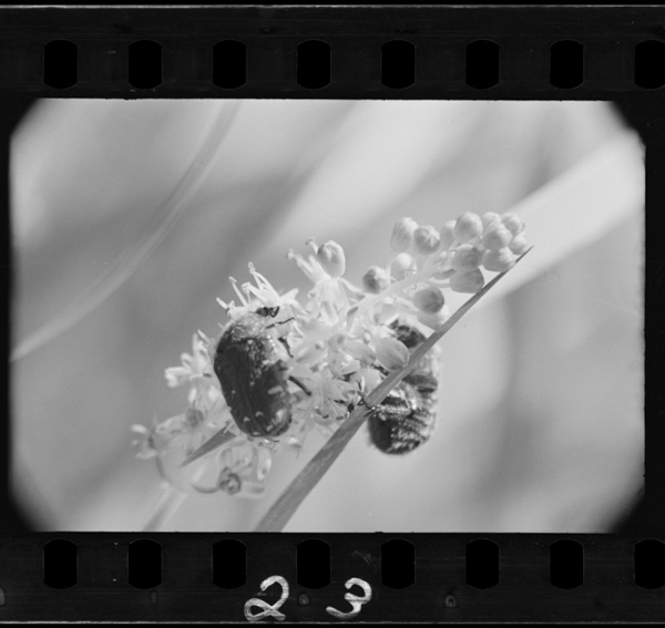 Tsurubonitomaruhanamuguri