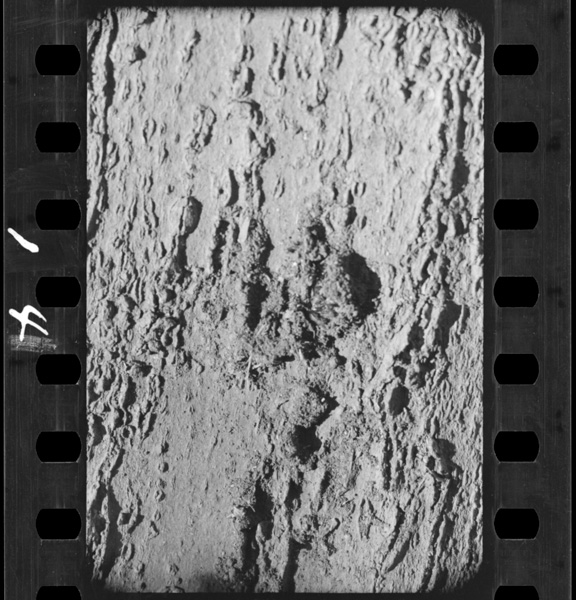 Arigakinomikinitsukutsutatsuchinoooi.