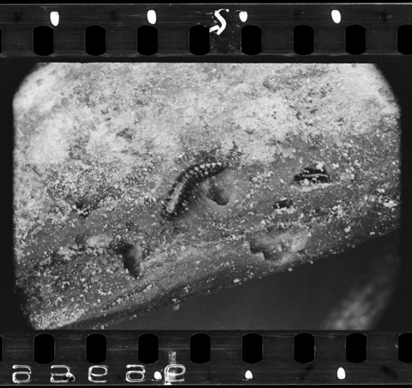 Katsuobushikaradetakatsuobushimushinoyouchuu