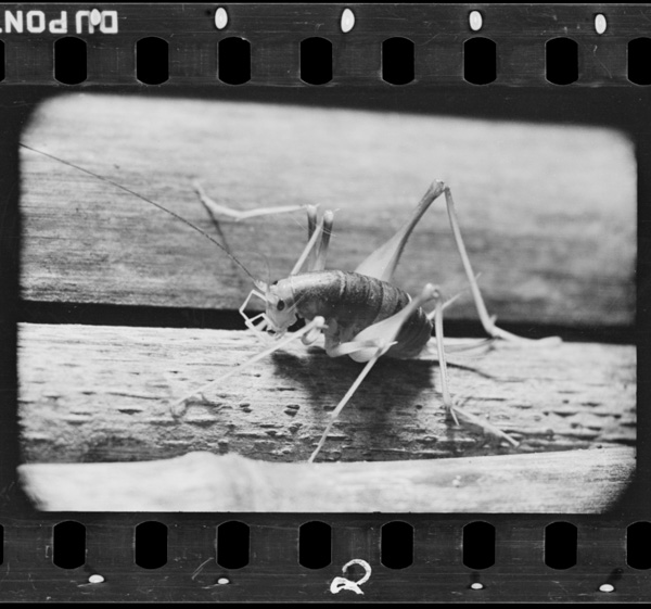 Hanenonaikamadoumahachikarazuyoimomototsuyoisunetowomotsuteiru