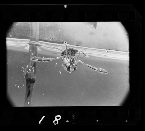 ふつう水の中では,マツモムシは腹を水面にむけて行動している.空気は腹部に密生した毛のなかにためられている