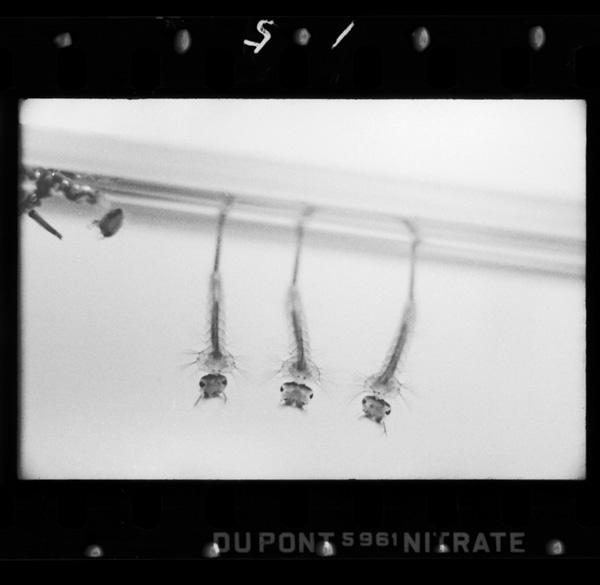 1匹のカは300以上の卵を生む