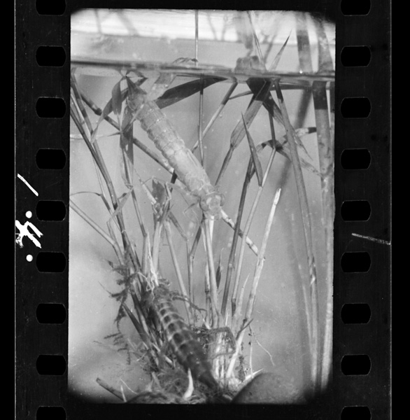 Yagatefuruikaragasutsuporinugeteshimai,karadahauenohounitobiagaru