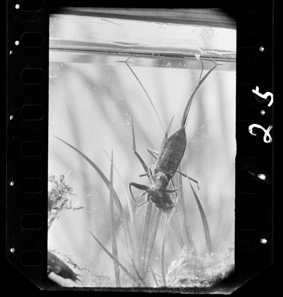 Taikouchigasurudokutogatsutamaeashideyagowotoraetekuikorosu