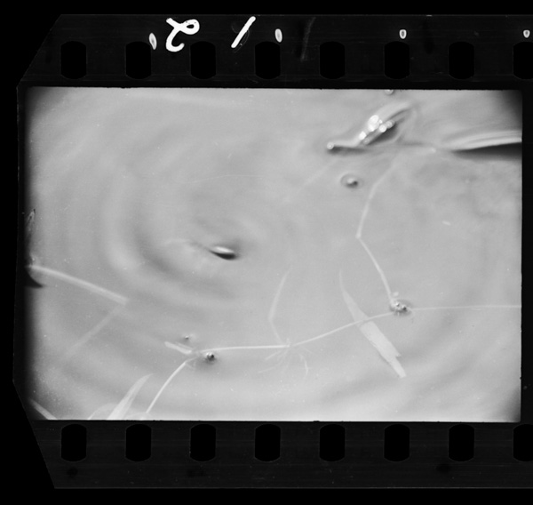 Mizusumashihasenkaishiteoyoginagaranamiwookoshiteiru.sononamigaesatonarushoudoubutsuniatatsutehanekaeruto,higenonemotodesorewokanji,tosshinshitetoraeru