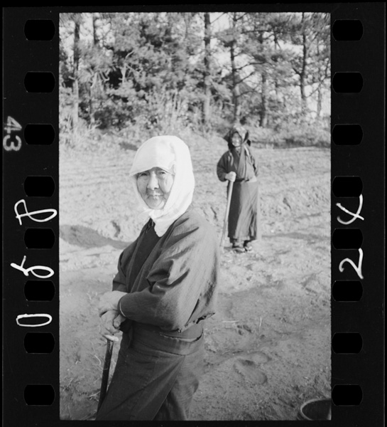 「岩波写真文庫 160 伊豆の大島」掲載 00069-00321-0024