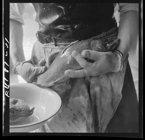 その途中の根方では近ごろアメリカのマスを養っているが 2~5 ,昔は飛騨のブリなるものが賞味されたものだった