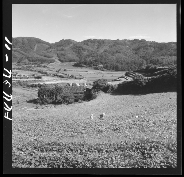 Keishagahikakutekiyurukuyayahiroihatake 5