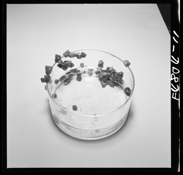 6 sononakanikaisuiwososogikondemita