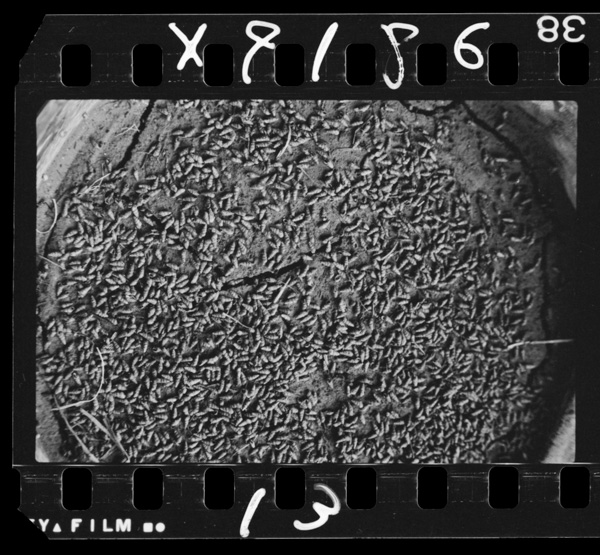 Chikugoheiyanomiyairigai