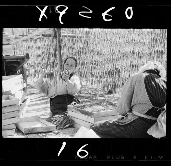 Ajirokounoajinohoshiba