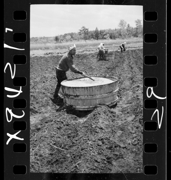 Tanetohiryoutomazeru.dentou