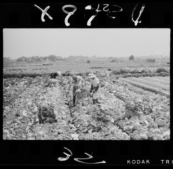 南区の農業地帯.ここは京都,大阪の蔬菜供給地だ