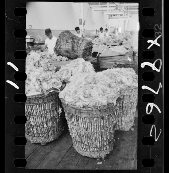 輸入した原毛.加古川市