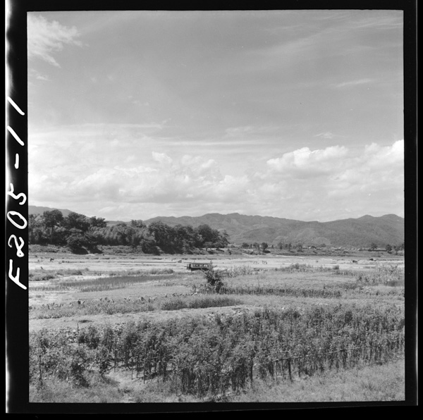 Katsuradonotokatsuraryou 1miginomorigarikyuu