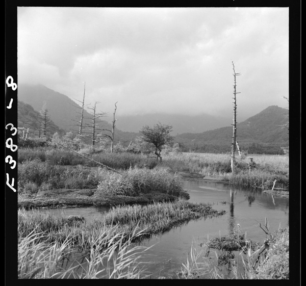 Senjougaharanoshokubutsu 1masuzurinohitohamarutanouewowatari,ashinoaidawowaketeiku