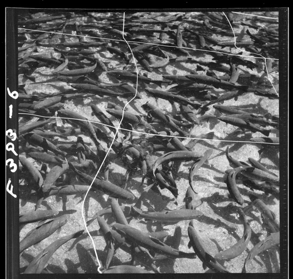 Chuuzenjiko shoubugahama 5noyougyojou 8 1