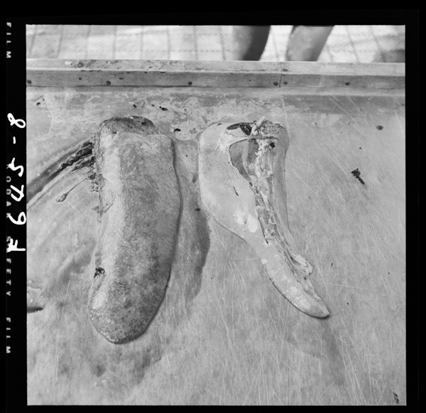 Umanozoumotsu 3hizou