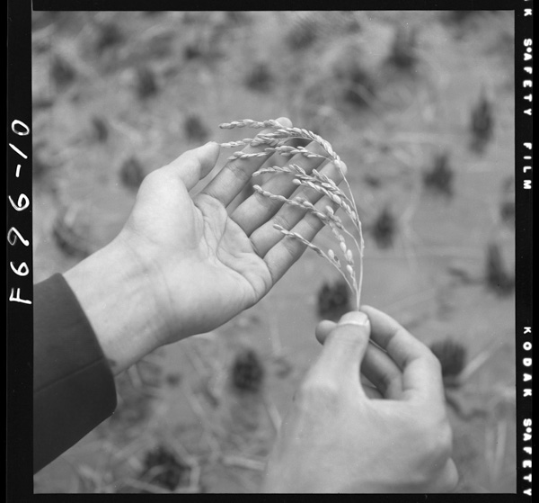 Kariire 1honnohonitsuitamomi.futsuu,yaku1kara15tsubukurai