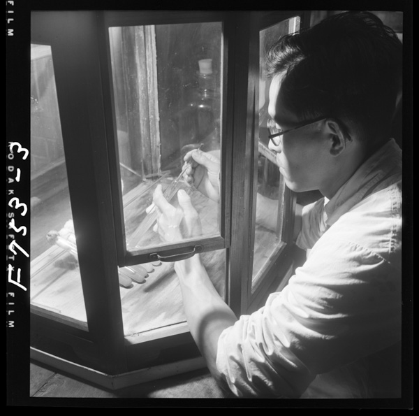 Tanekoujiwoshikenkannonakaheutsushiueru