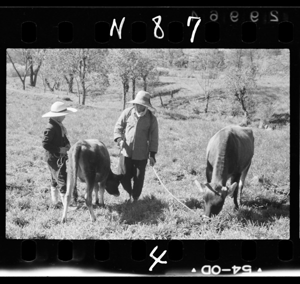 Yatsugatakenobokusou