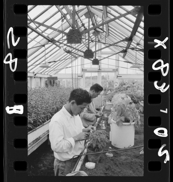 Bareishogengenshunoujou