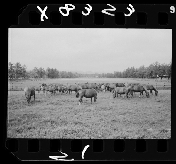 Sanbongiharahakennobokuchikuchitai.shichinoheikushukujouZ