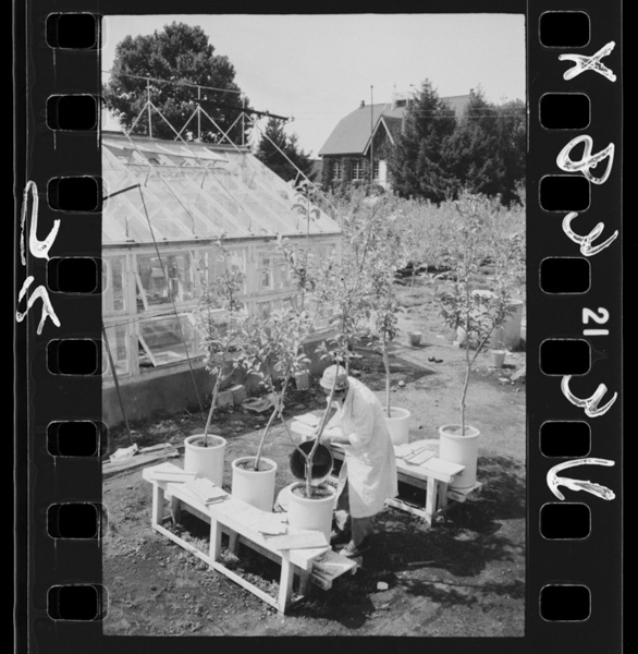 Kenritsuringoshikenjou